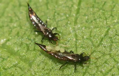 防治蚜虫的特效药有哪些（治蚜虫最有效的五种农药）-第1张图片