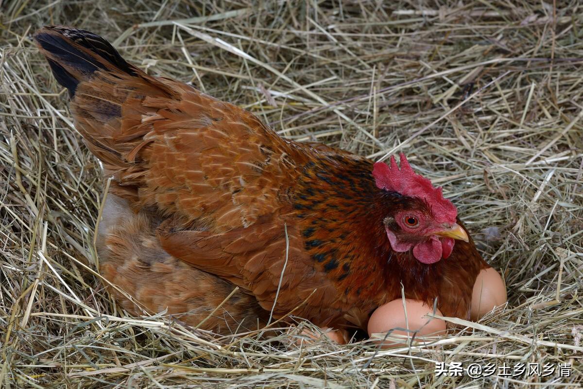 母鸡下蛋后自己吃掉鸡蛋是怎么回事（避免鸡吃鸡蛋妙招）-第3张图片