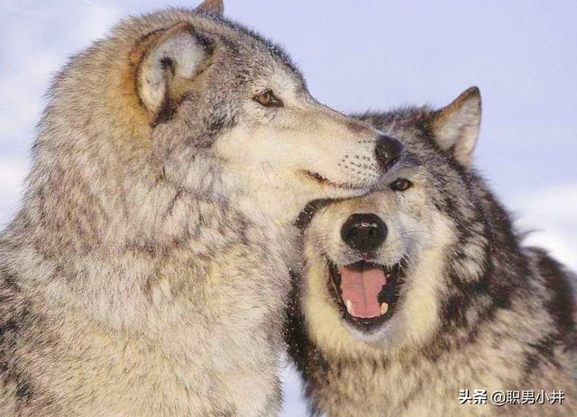 狗和狼可以繁育后代吗（狼和狗生育后是什么样的狗）-第6张图片