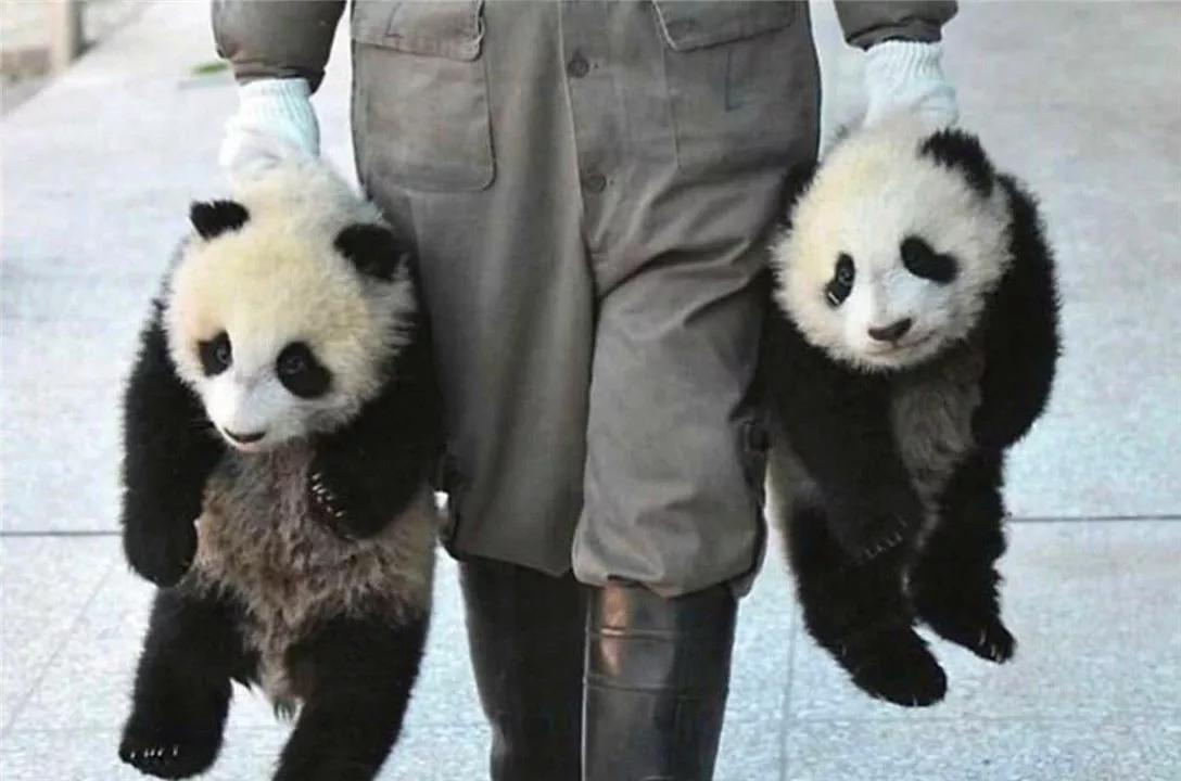 国宝大熊猫是什么类别的动物（我国大熊猫属于哪类的动物）-第1张图片