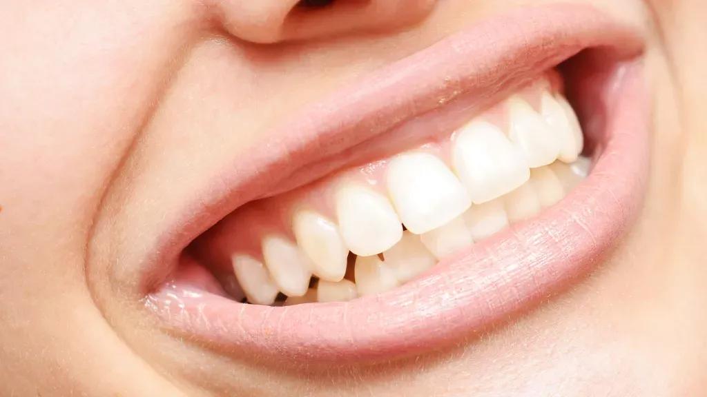 成年的牙齿有几颗（人类的牙齿一共分为哪些不同类型）-第1张图片