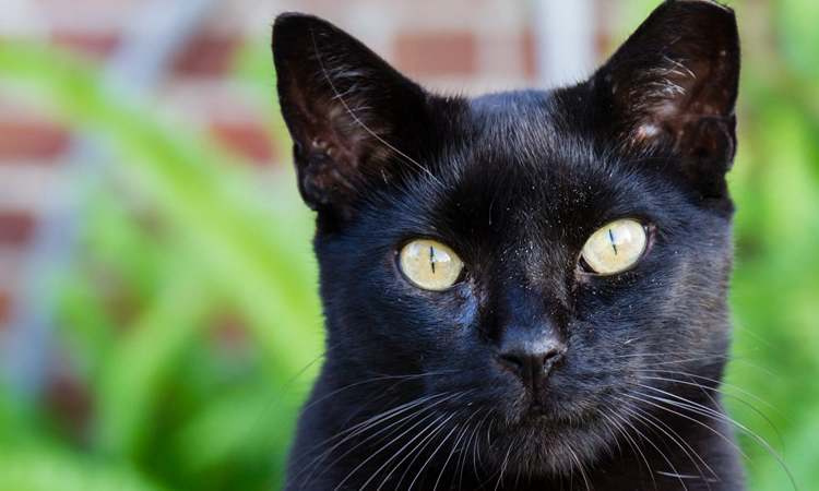 黑猫代表什么象征意义（人们不愿意养殖黑猫的原因）-第3张图片