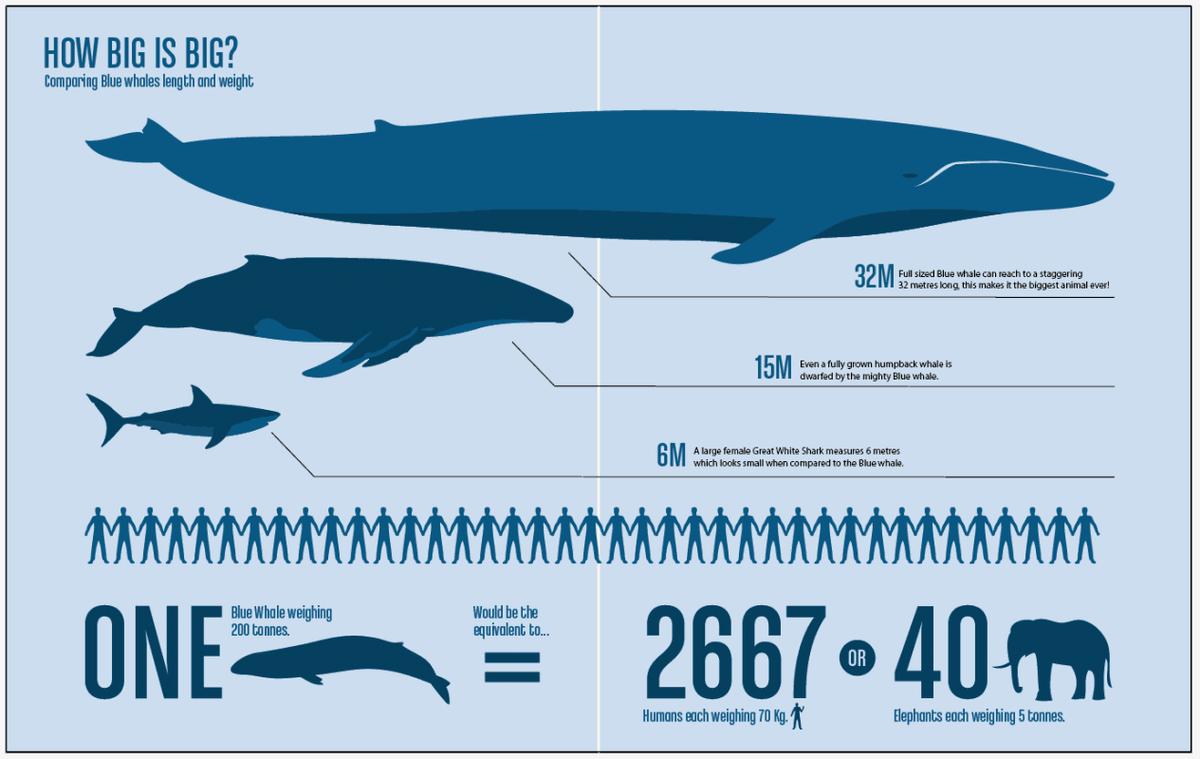 海洋中虎鲸和蓝鲸谁厉害（虎鲸想要猎杀蓝鲸容易吗）-第2张图片