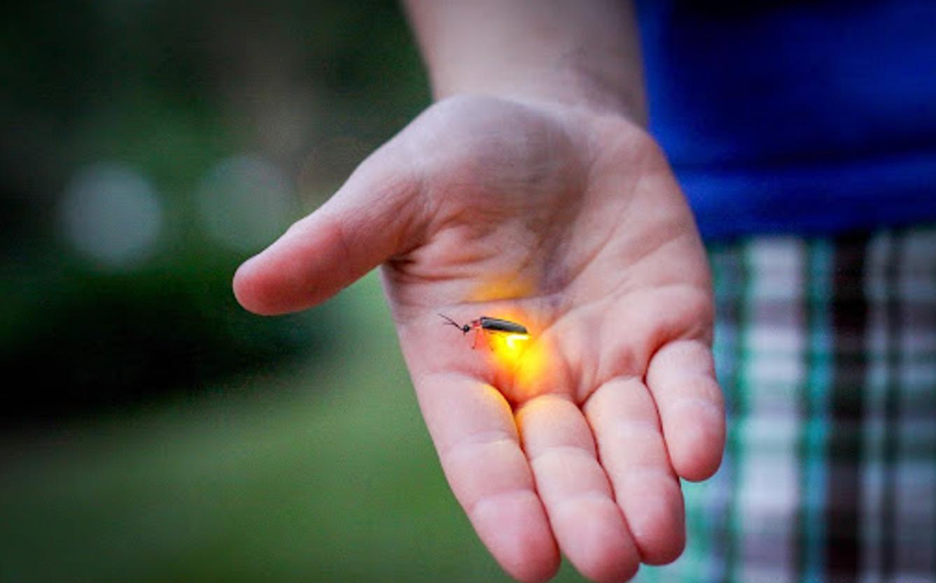 萤火虫是怎么发光的（抓到的萤火虫的卵和幼虫能发光吗 ）-第1张图片