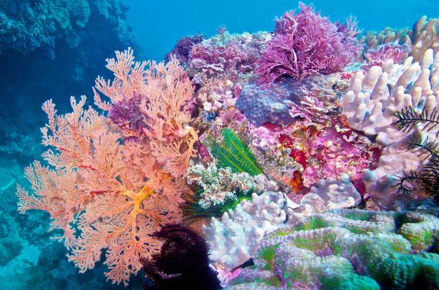 珊瑚是动物吗（珊瑚是什么生物怎么生存主要分布在哪里）-第3张图片