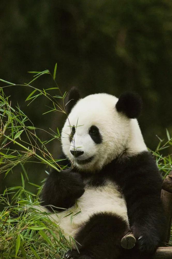 国宝大熊猫是什么类别的动物（我国大熊猫属于哪类的动物）-第3张图片