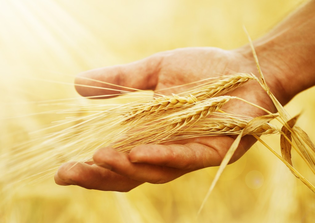世界小麦产量排名前十（世界各国小麦产量排行榜第一的国家）-第6张图片