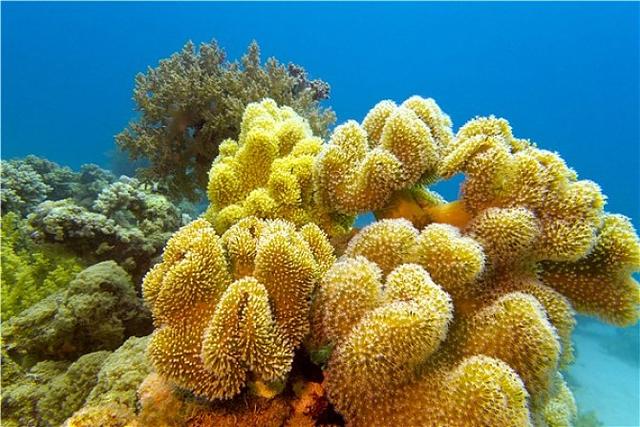 珊瑚是动物吗（珊瑚是什么生物怎么生存主要分布在哪里）-第4张图片