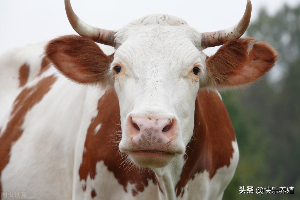牛一般有四个胃都是什么（牛的四个胃分别有什么功能作用）-第2张图片