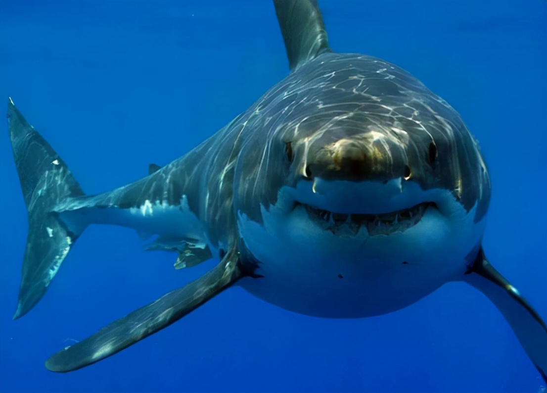 世界上最厉害的鲨鱼是哪一种（地球上最可怕的鲨鱼介绍）-第7张图片