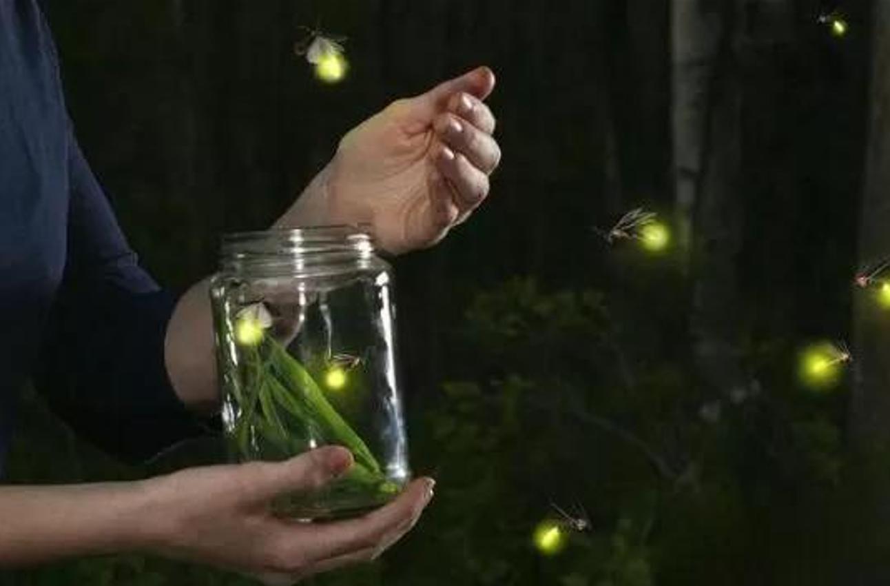 萤火虫是怎么发光的（抓到的萤火虫的卵和幼虫能发光吗 ）-第14张图片