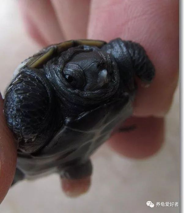 乌龟有没有牙齿和舌头（乌龟没有舌头是怎么吃东西的）-第2张图片