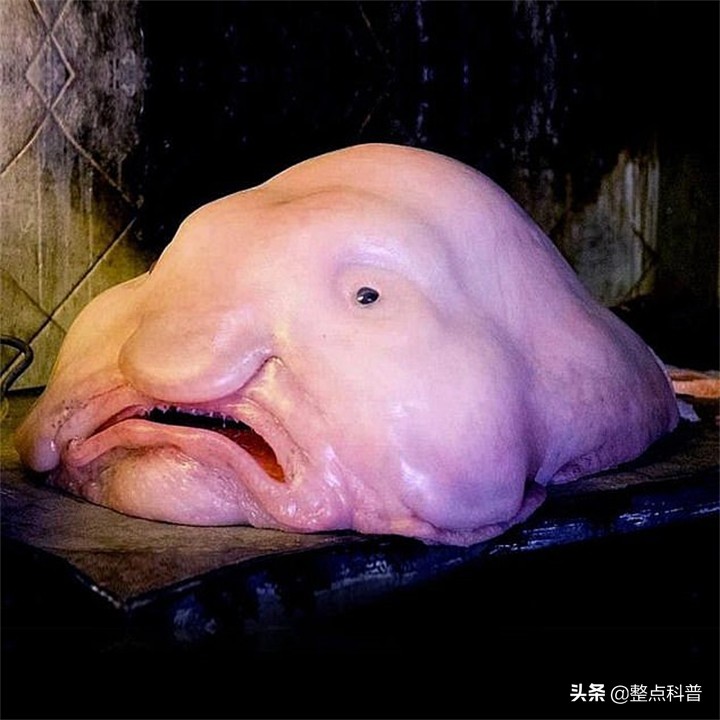 世界上最丑的鱼叫什么名字（最丑的水滴鱼是什么样子图片）-第4张图片