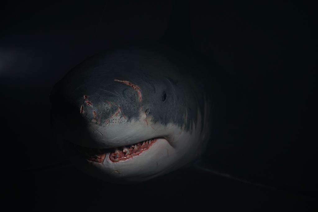 鲨鱼是什么动物种类（鲨鱼是动物还是鱼类究竟能长多大）-第2张图片