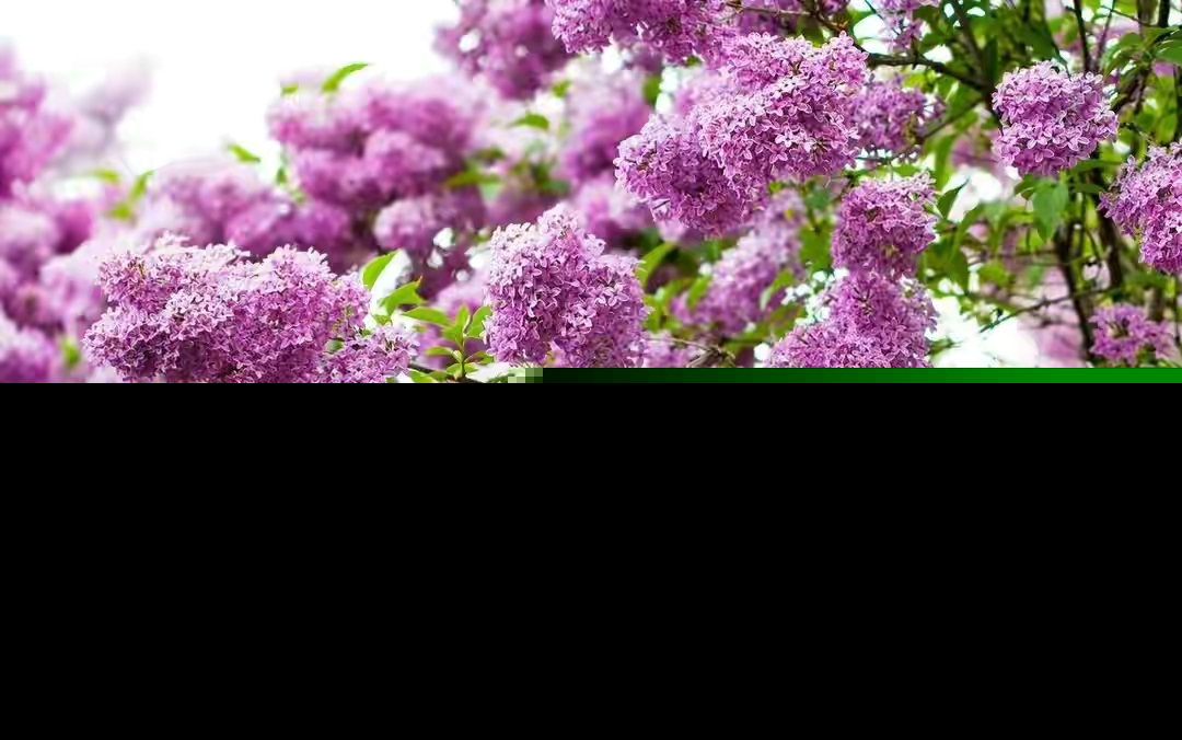 常见紫色的花有哪些（紫色花朵的花名都叫什么名字）-第17张图片
