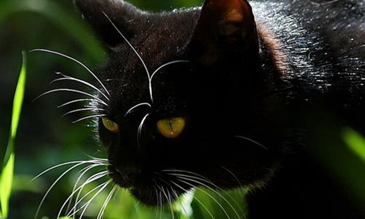 黑猫代表什么象征意义（人们不愿意养殖黑猫的原因）-第6张图片