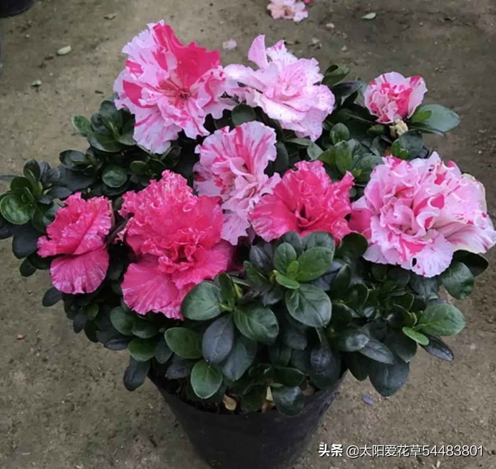 中国十大最漂亮的花是什么（让人惊艳的十种中国名花）-第14张图片