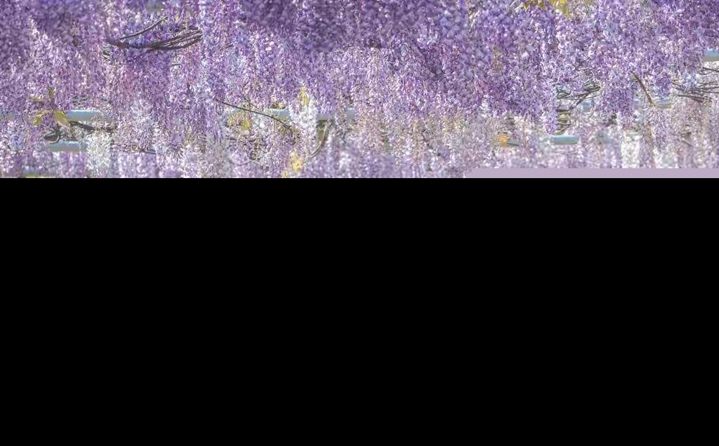 常见紫色的花有哪些（紫色花朵的花名都叫什么名字）-第6张图片