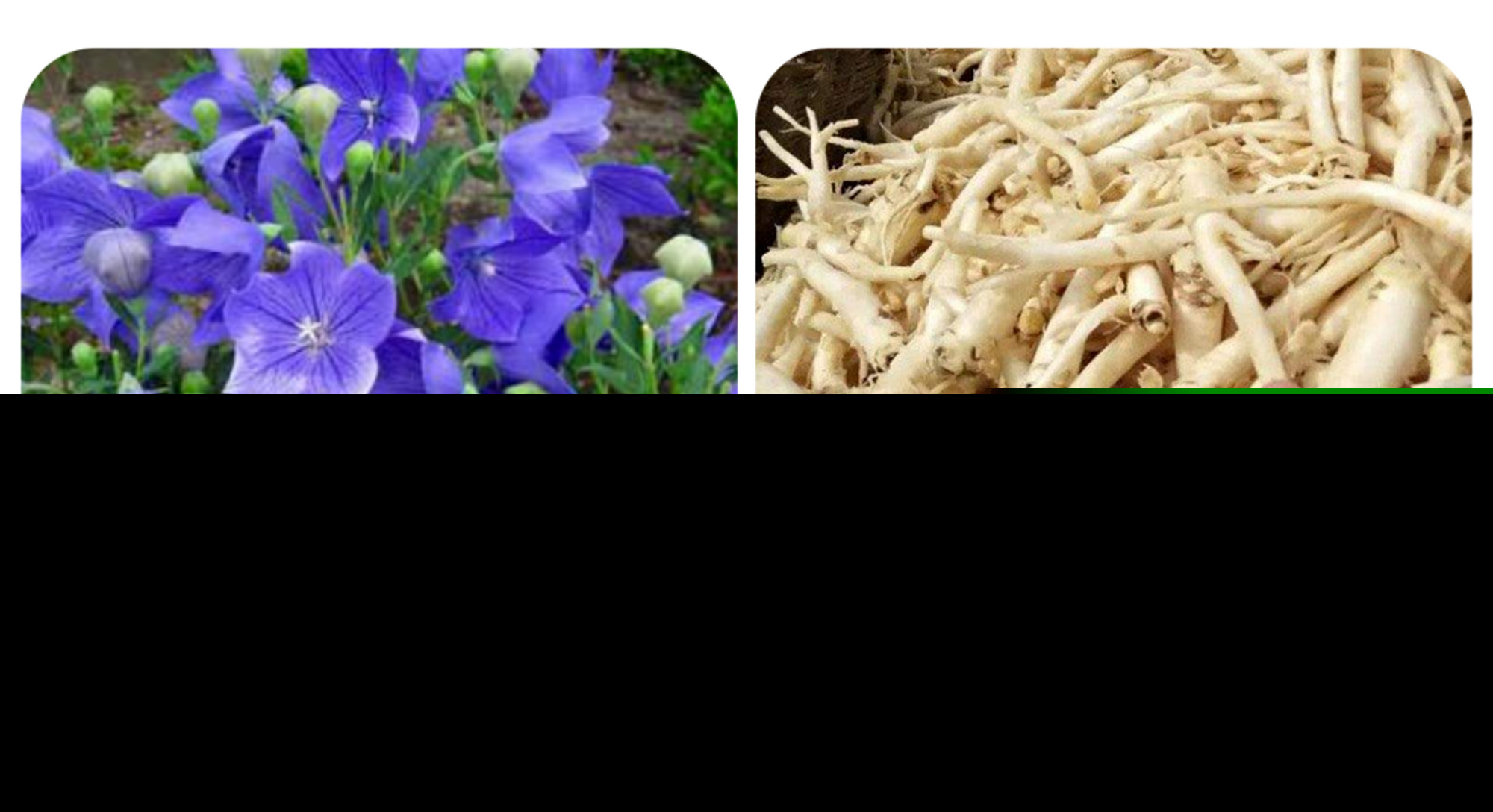 常见紫色的花有哪些（紫色花朵的花名都叫什么名字）-第28张图片