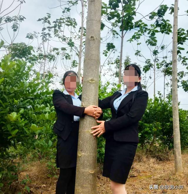 中国禁止种桉树吗（桉树的危害国家有政策不给种吗）-第2张图片