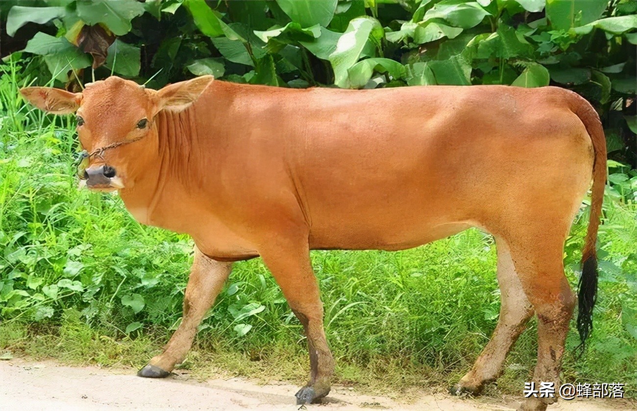 水牛和黄牛的区别在于哪里（水牛和黄牛有什么不同）-第8张图片