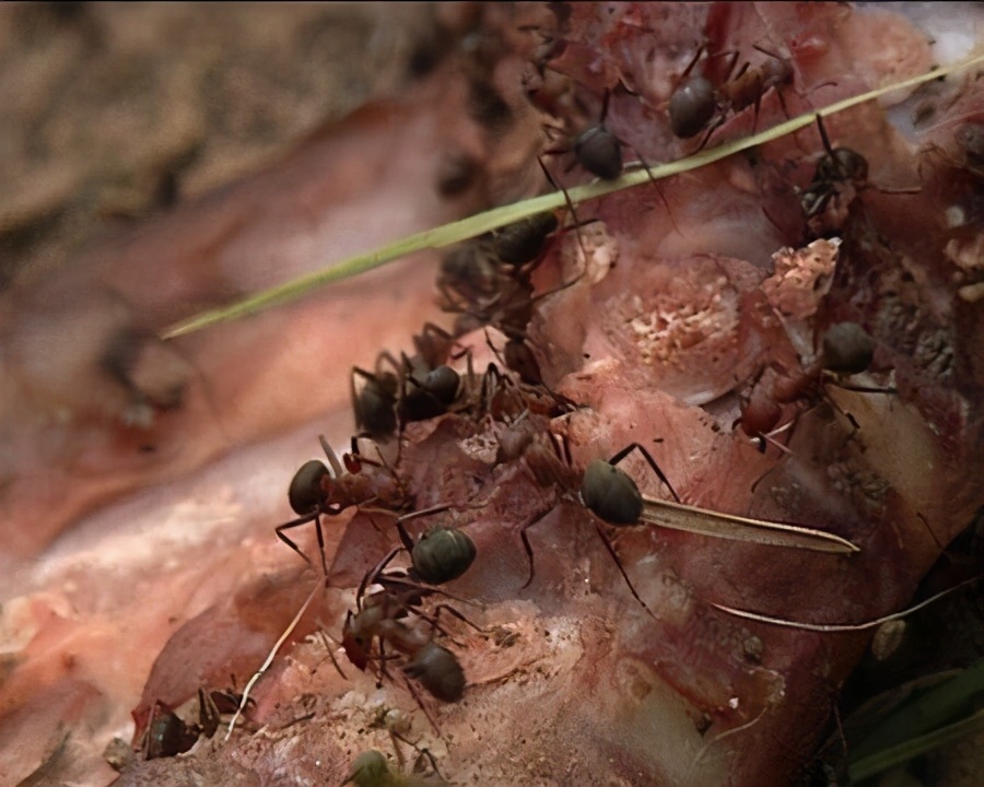 凶名赫赫的食人蚁真的存在吗（食人蚁生物究竟多么恐怖）-第3张图片