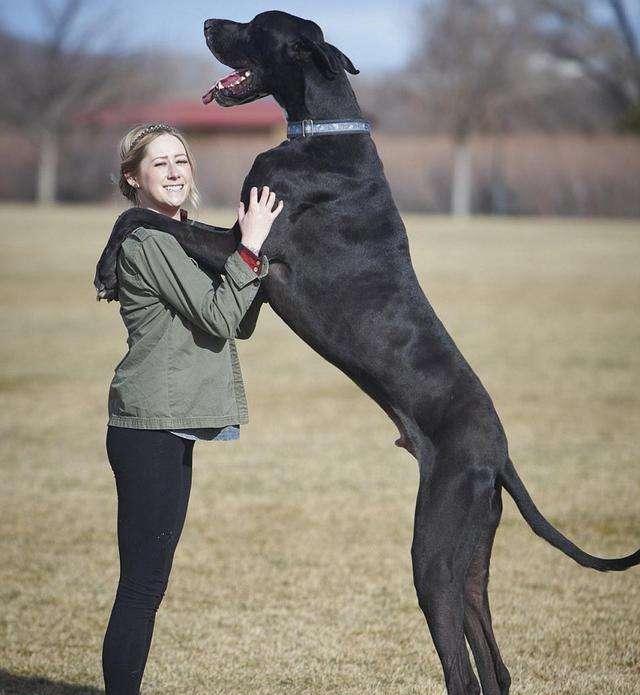世界上最大的狗叫什么名字（体型巨大的狗有多重图片）-第3张图片