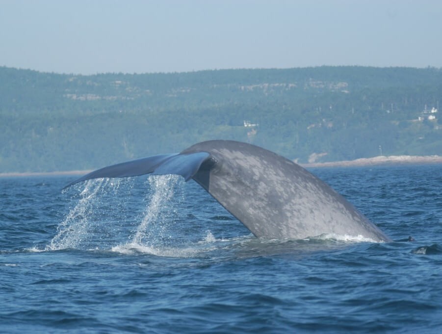 海洋中虎鲸和蓝鲸谁厉害（虎鲸想要猎杀蓝鲸容易吗）-第7张图片
