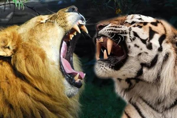 能杀老虎的四种动物（打败老虎的克星是什么动物）-第4张图片