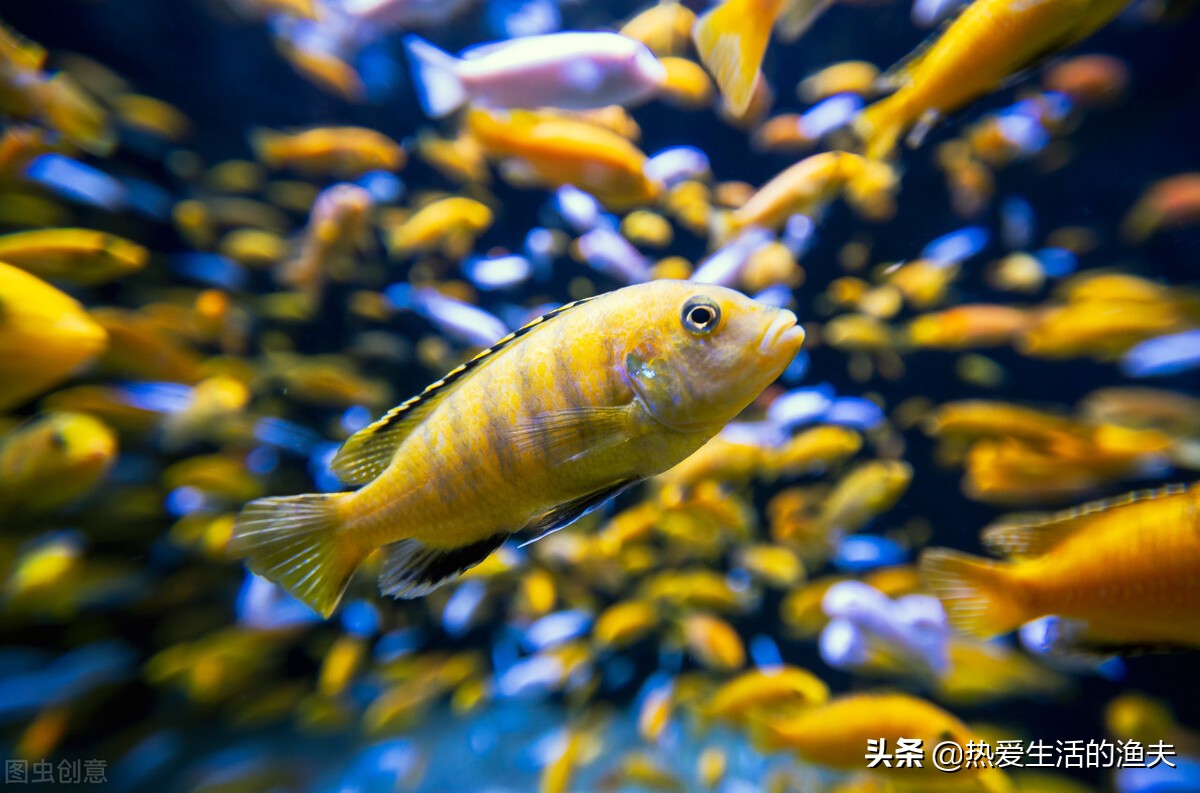 鱼缸水发黄是什么原因（刚换的鱼缸水容易黄怎么解决）-第1张图片