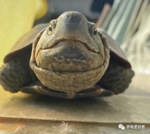 乌龟有没有牙齿和舌头（乌龟没有舌头是怎么吃东西的）-第4张图片