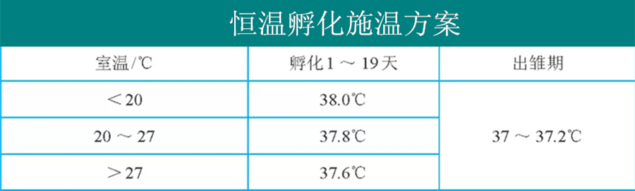 孵化小鸡的最佳温度（人工孵化小鸡的温度和湿度是多少）-第3张图片