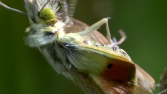 蝴蝶是昆虫吗（关于蝴蝶属于什么科目动物的知识介绍）-第2张图片