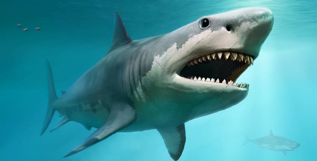 世界上最厉害的鲨鱼是哪一种（地球上最可怕的鲨鱼介绍）-第1张图片