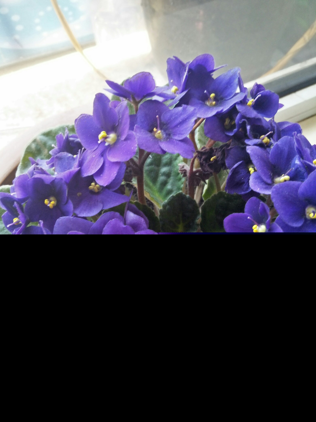 常见紫色的花有哪些（紫色花朵的花名都叫什么名字）-第21张图片