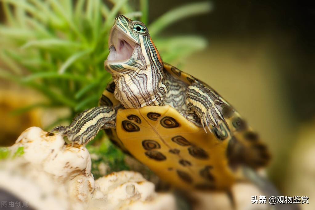 家养的乌龟能晒太阳吗（小乌龟为什么总是往缸外爬）-第4张图片