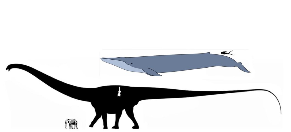 蓝鲸有多大有多重（地球上有史以来最大的生物是什么）-第9张图片