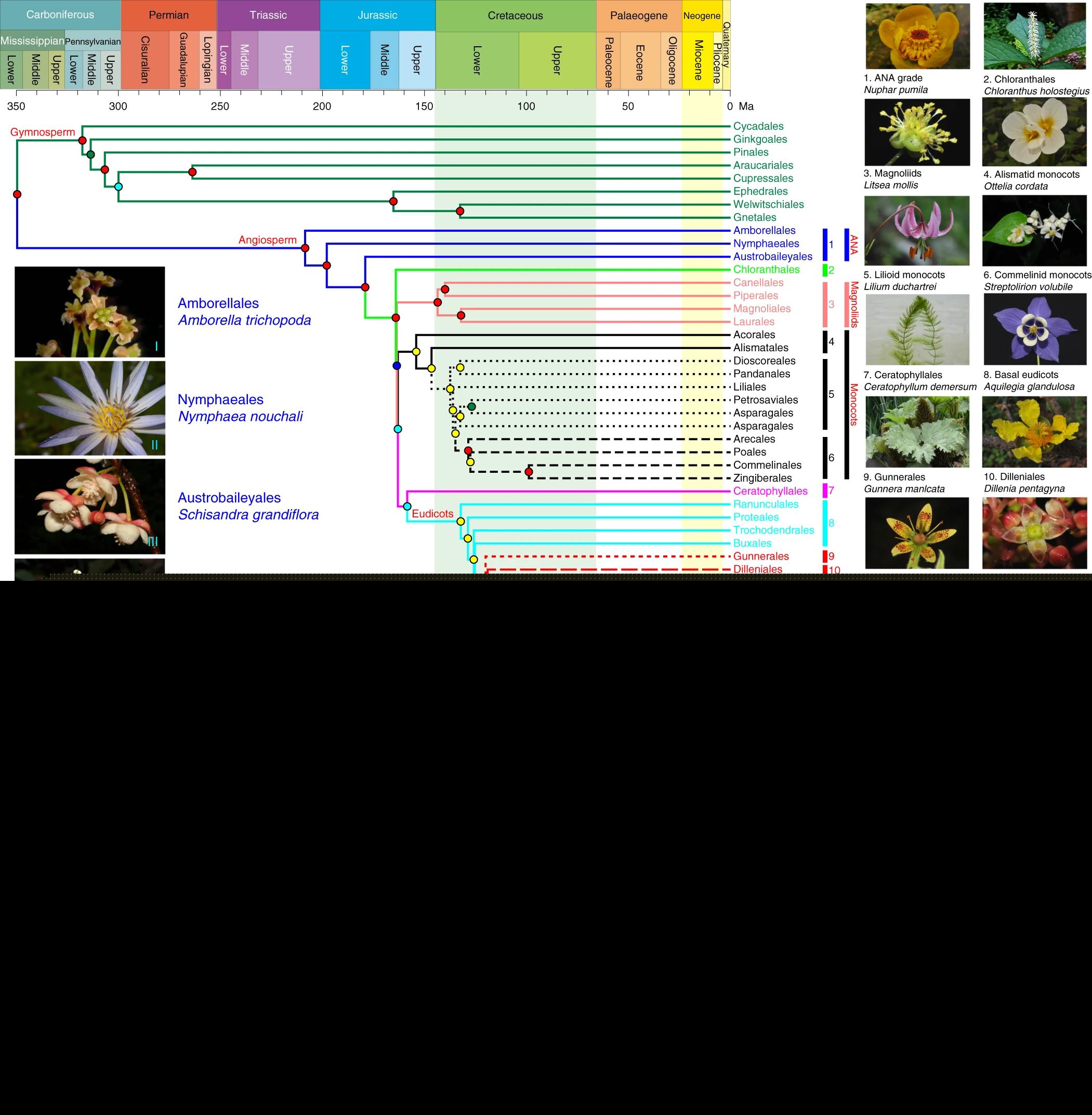 单子叶植物与双子叶植物区别（单子叶双子叶植物的异同）-第2张图片