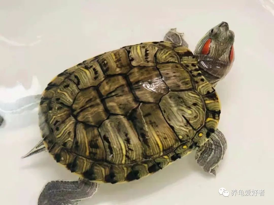 深水龟有哪些品种（现在深水龟和浅水龟的界限明显吗）-第2张图片