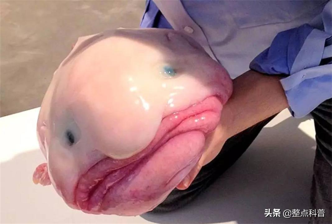世界上最丑的鱼叫什么名字（最丑的水滴鱼是什么样子图片）-第10张图片