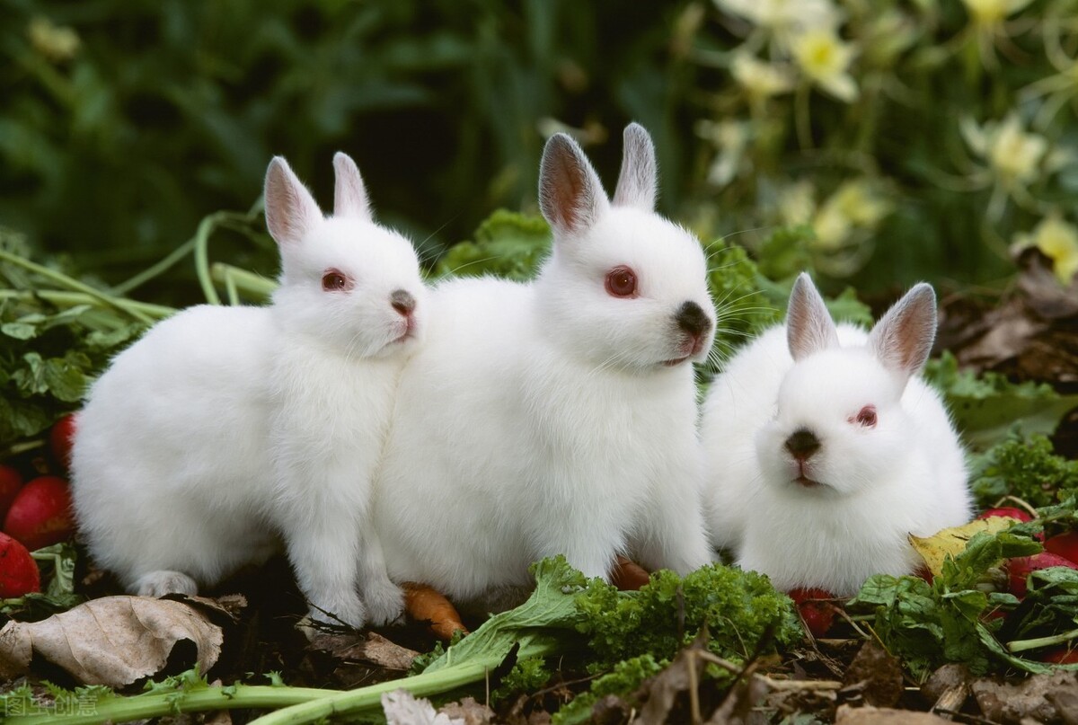 兔子多长时间才能生一窝（一般兔子多大就可以繁殖了）-第8张图片