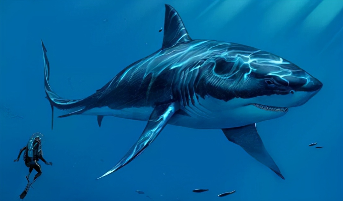世界上最厉害的鲨鱼是哪一种（地球上最可怕的鲨鱼介绍）-第3张图片