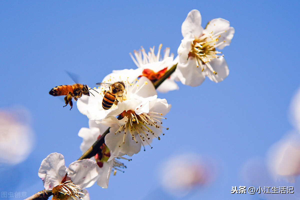 蜜蜂围着人飞是好事吗（蜜蜂总跟着人飞预示什么意思）-第2张图片