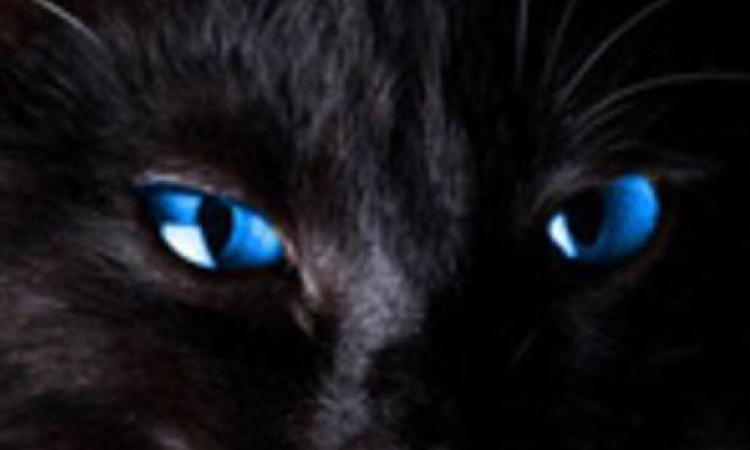 黑猫代表什么象征意义（人们不愿意养殖黑猫的原因）-第5张图片