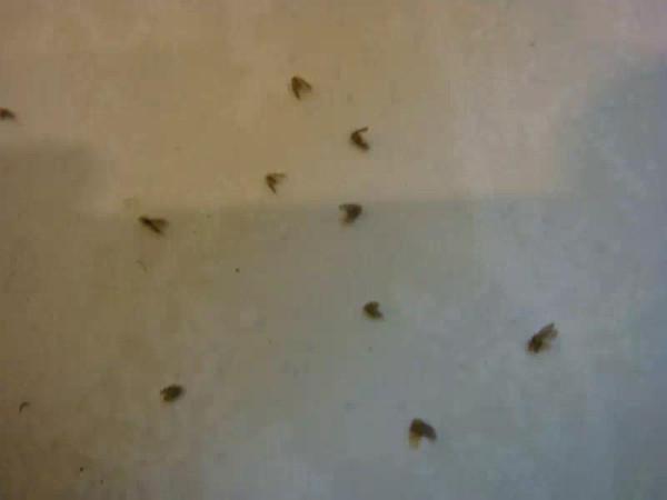 卫生间有小虫用什么方法能消除掉（彻底消灭卫生间小飞虫）-第5张图片
