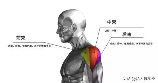 肩部锻炼黄金动作(肩部锻炼黄金动作有哪些)-第2张图片