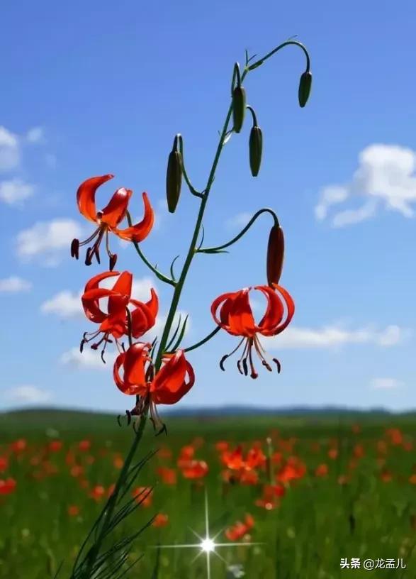藏语中萨日朗什么意思（火红的萨日朗是一种什么花）-第8张图片