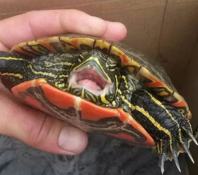 乌龟有没有牙齿和舌头（乌龟没有舌头是怎么吃东西的）-第5张图片