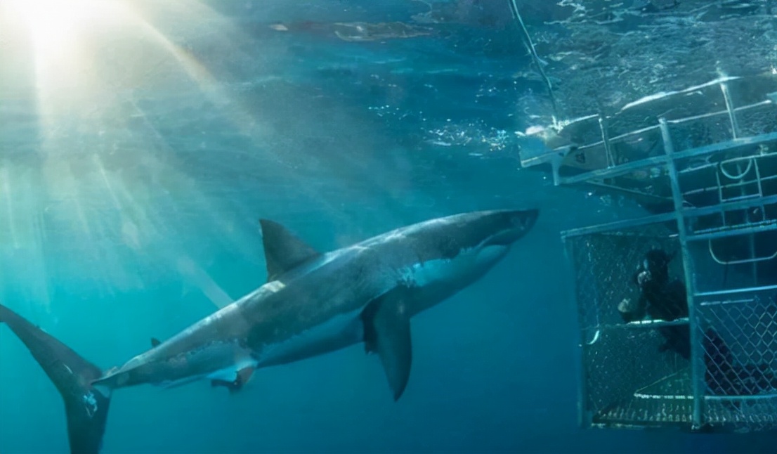 世界上最厉害的鲨鱼是哪一种（地球上最可怕的鲨鱼介绍）-第6张图片