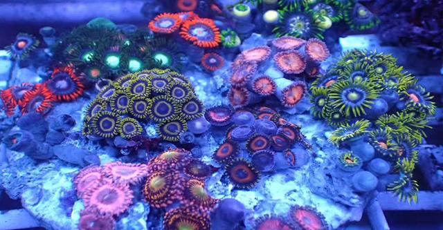 珊瑚是动物吗（珊瑚是什么生物怎么生存主要分布在哪里）-第6张图片